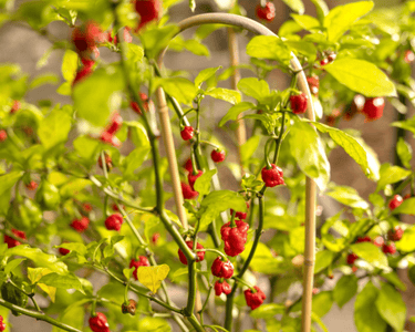 Carolina Reaper Super-Hot Pepper Seeds